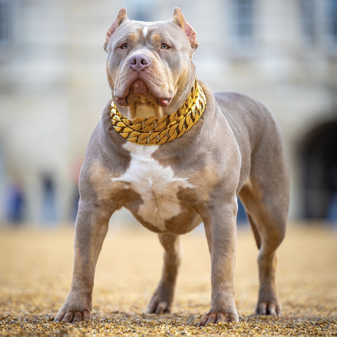 Champagne tri American Bully stacked in a gold chain collar on gravel outside a London landmark