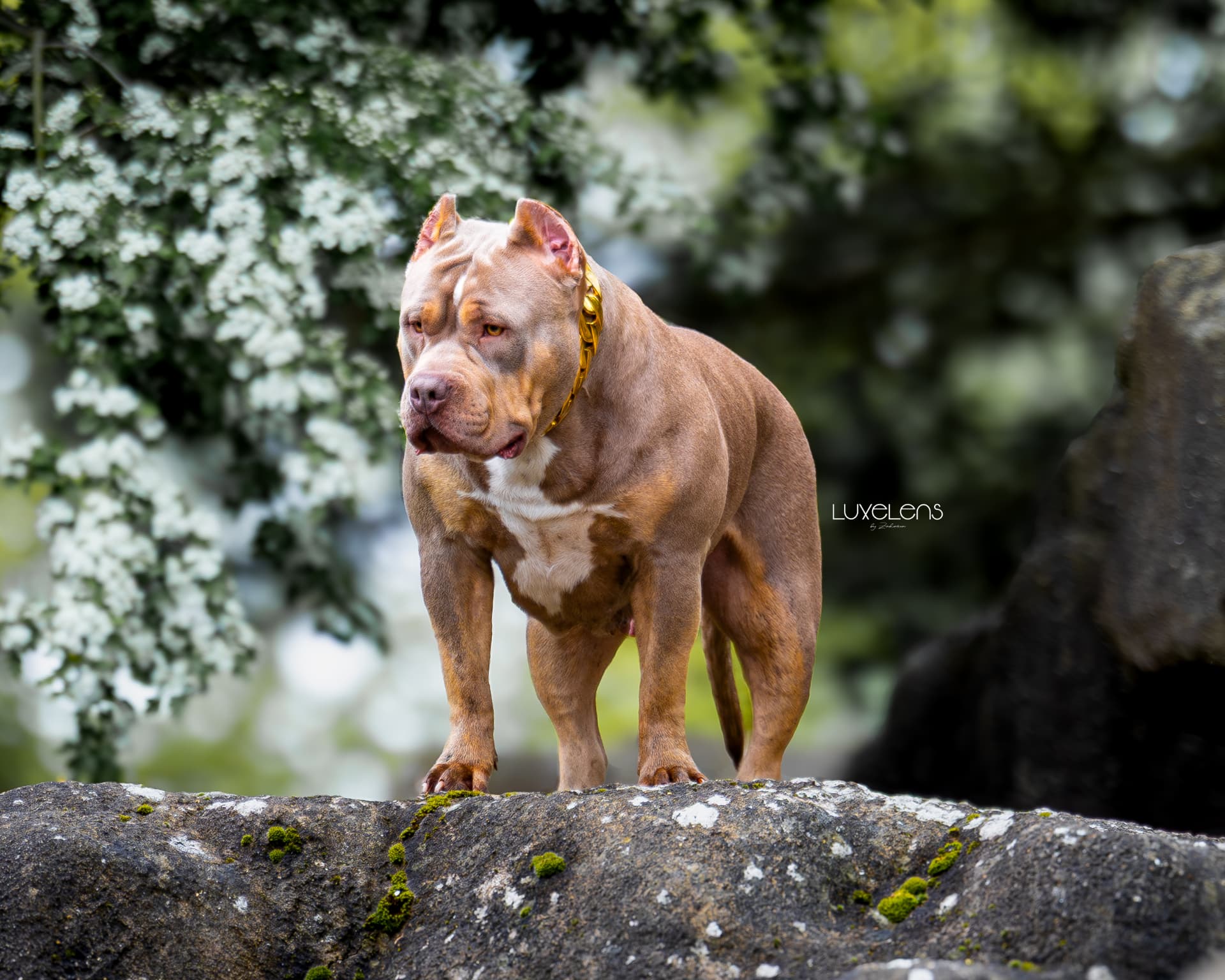 American Bully standing on a moss-covered rock in front of blossom, wearing a gold chain collar